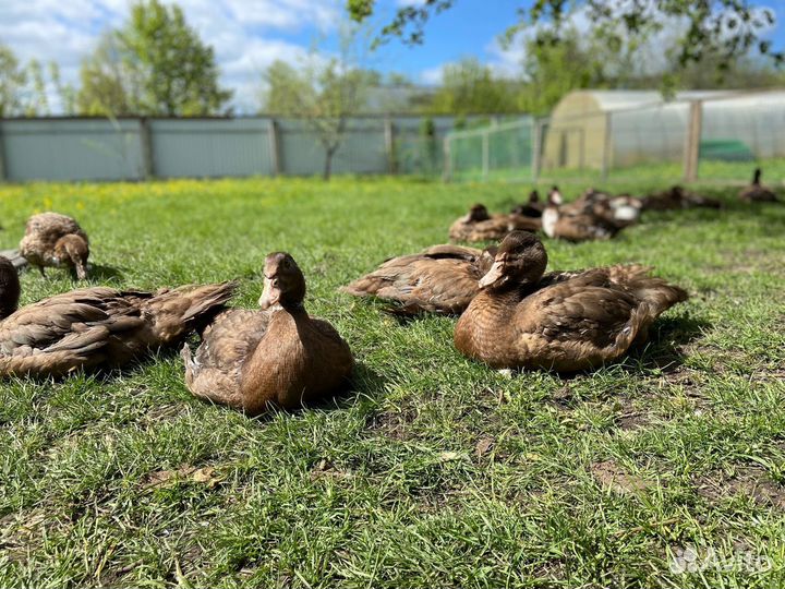 Мускусные утки