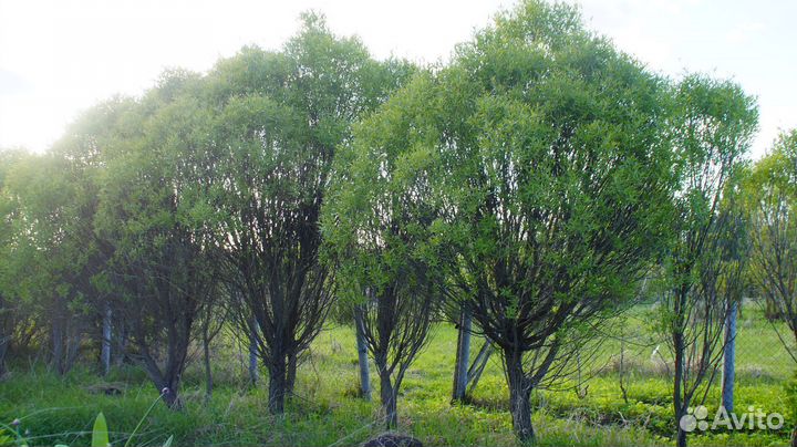 Ива ломкая шаровидная