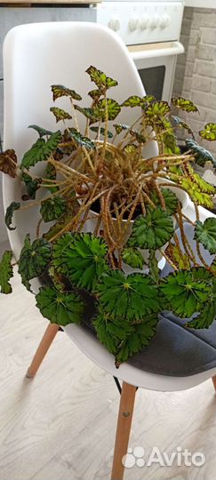 Бегония тигровая