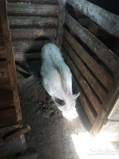Вьетнамкский хряк