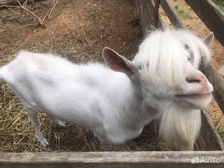 Козел на племя