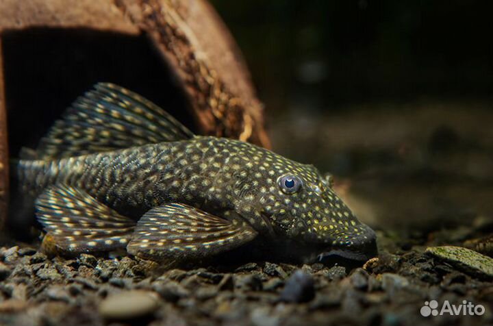 Рыбка Петушок редких окрасов