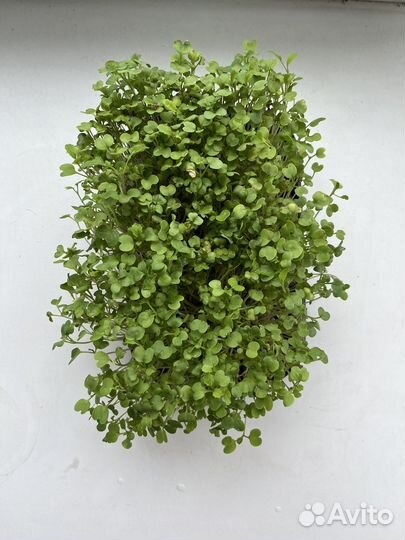 Микрозелень горчица