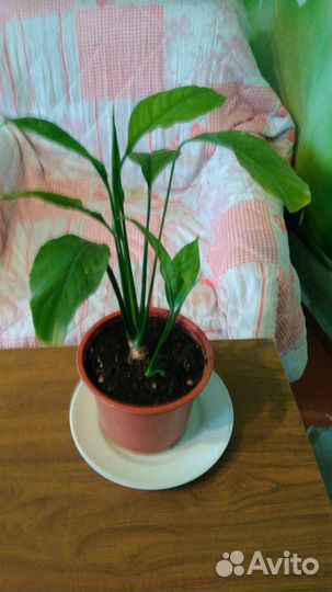 Спатифиллум