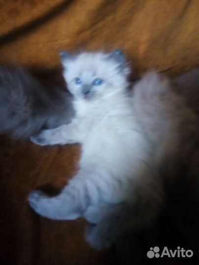 Невская маскарадная