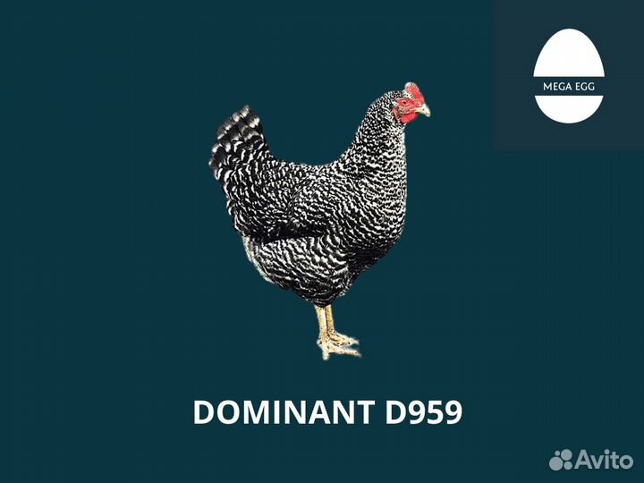 Инкубационное яйцо Доминант