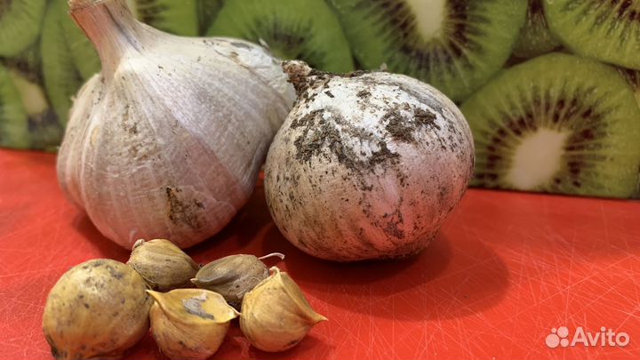 Чеснок рокамболь