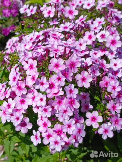 Флоксы-миниатюрки и не только