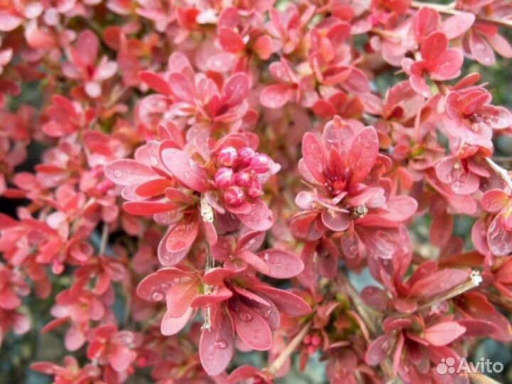 Барбарис Ред Карпет