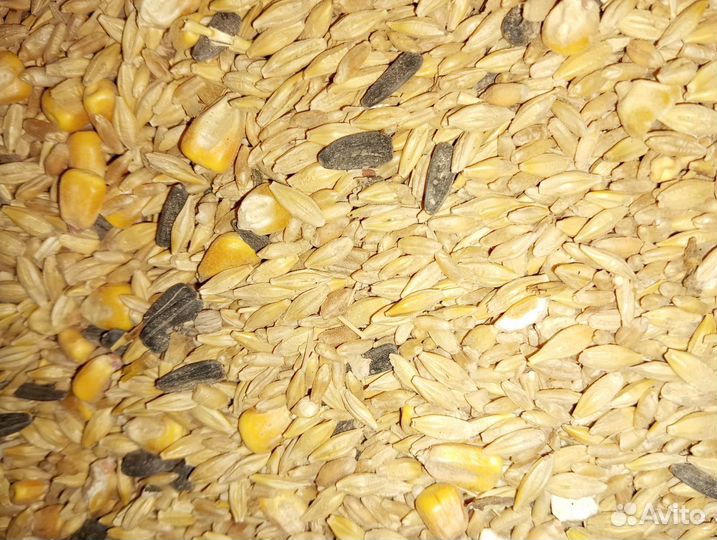 Пшеница ячмень дроблёный комбикорм