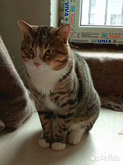 Отдам котика