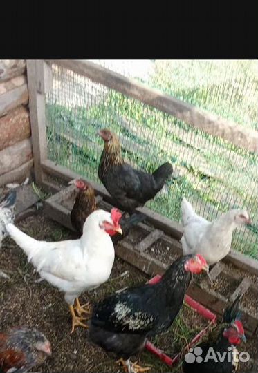 Курицы и петухи