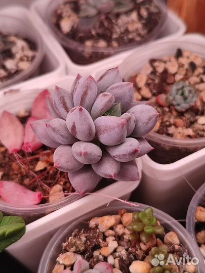 Пахифитум Ангел Фингер