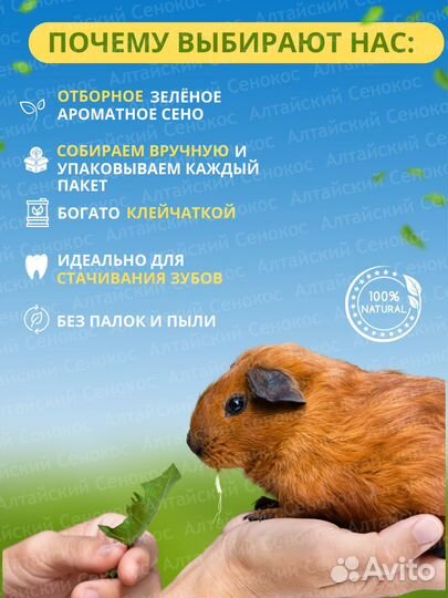 Сено для грызунов