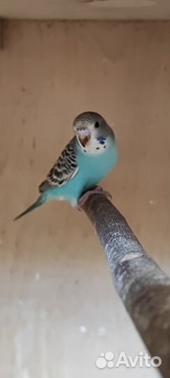 Попугай волнистые неразлучники кореллы