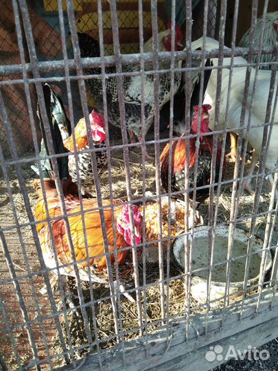 Петушки декоративные