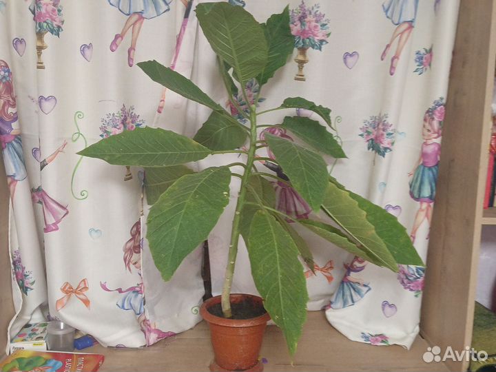 Бругмансия