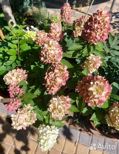 Блади Мэри(Bloody Marie) - Бонфаер