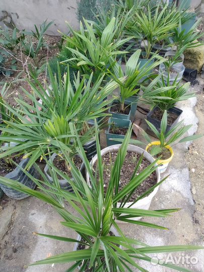 Пальма трахикарпус