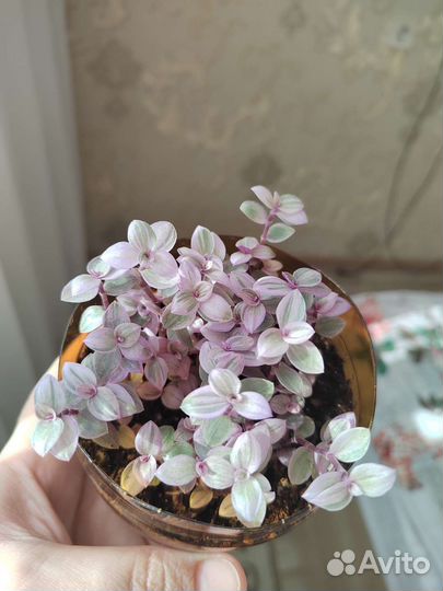 Коллизия розовая пантера