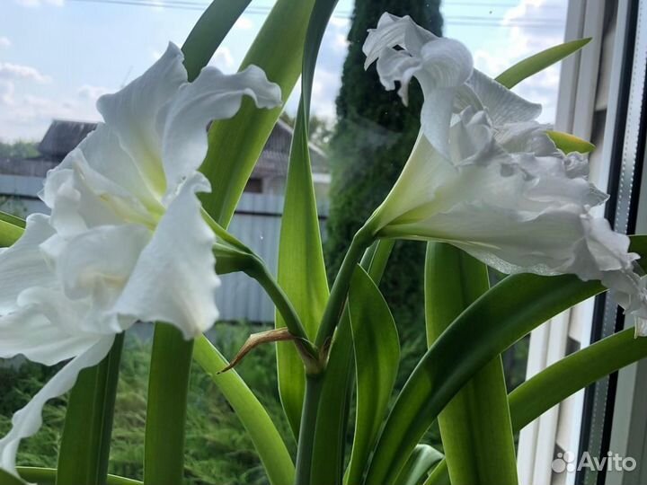 Гиппеаструм амариллис