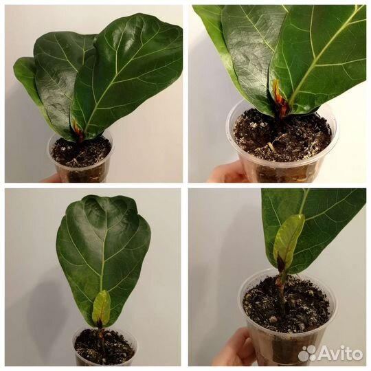 Фикус Триангулярис,Кинки,Анастасия,Барок,Лирата