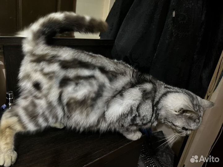 Кошечка Добрые ручки