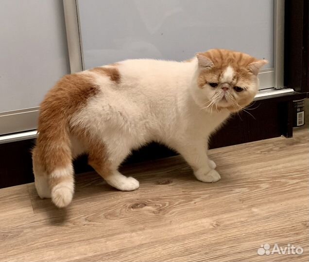 Кастрированный, ласковый )
