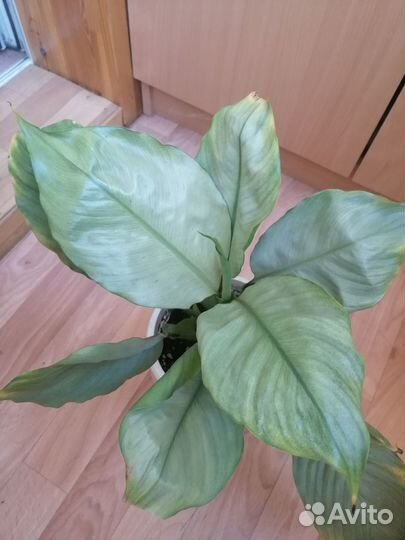 Спатифиллум Спилт Милк и другие