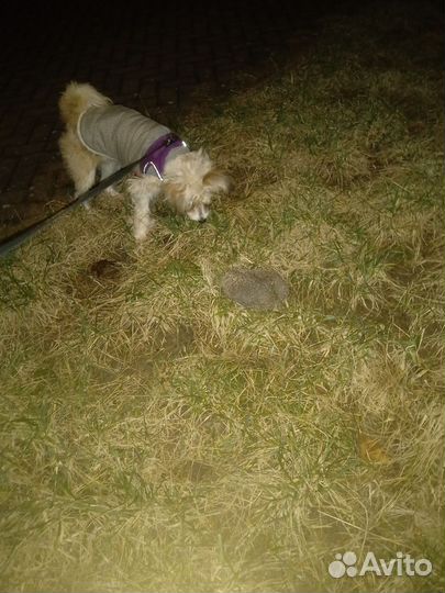 Китайская хохлатая в добрые руки