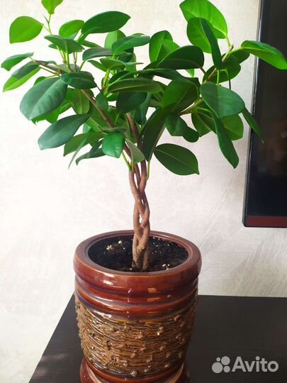 Фикус мокламе