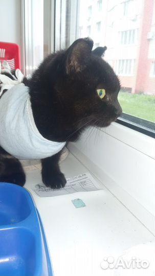 Зеленоглазая брюнетка в добрые руки