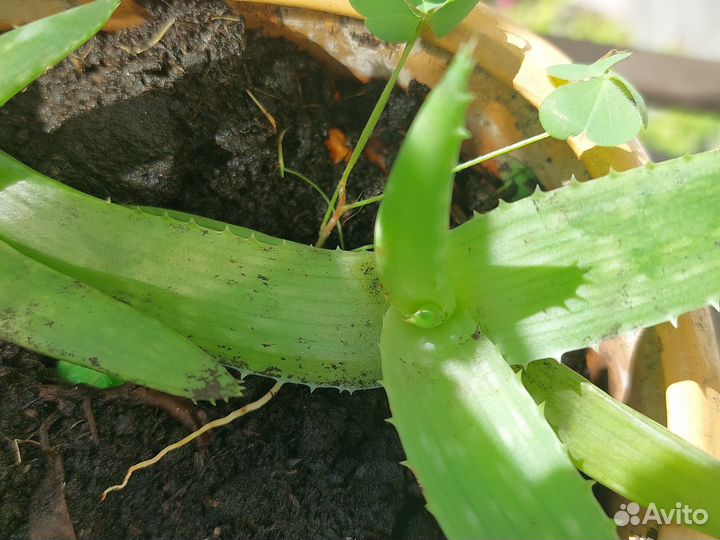 Алоэ вера растение в керамическом горшке