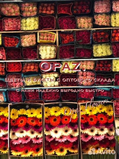 Цветы оптом Альстромерия