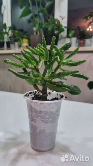 Крассула хоббит