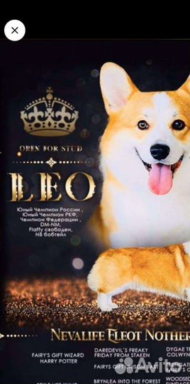 Вельш-корги пемброк вязка