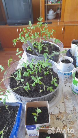 Рассада помидор, перцев, огурцов, баклажан