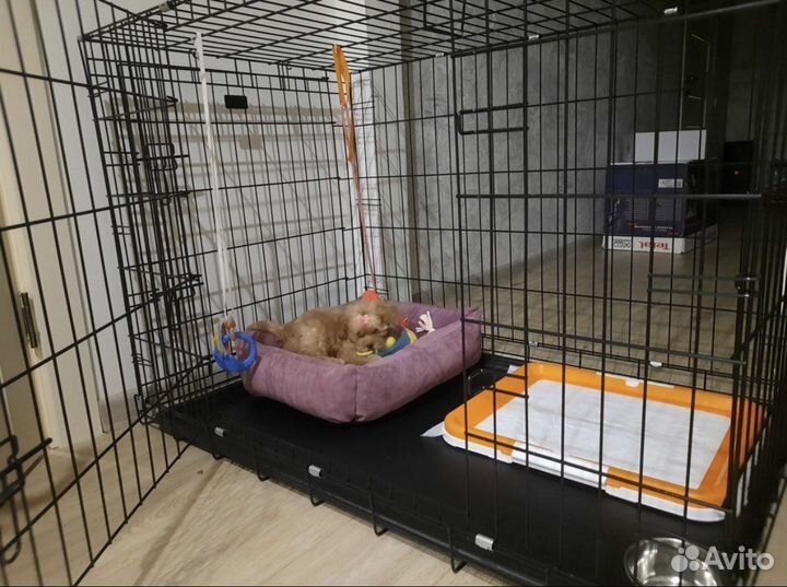 Клетка вольер для собак. Клетка. Аренда