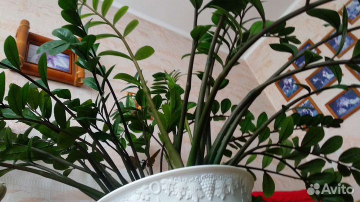 Замиокулькас