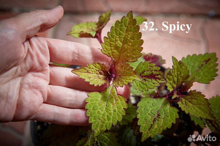 Колеусы 40 сортов