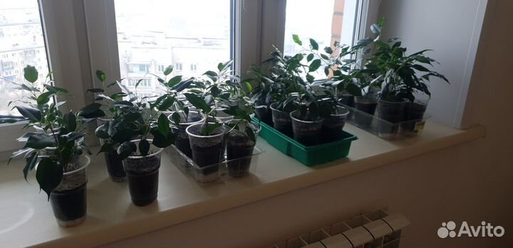 Фикус бенджамина, сансевиерия, хавортия