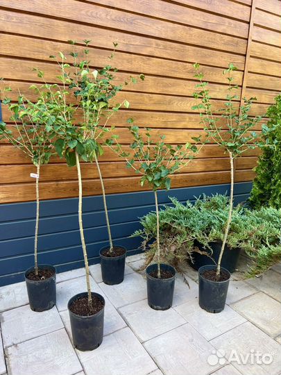 Сирень Мейера Палибин на штамбе