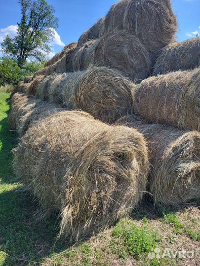 Продам сено в рулонах