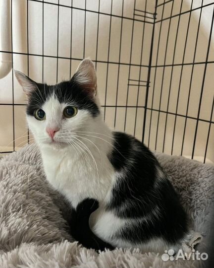 Кошка в дар