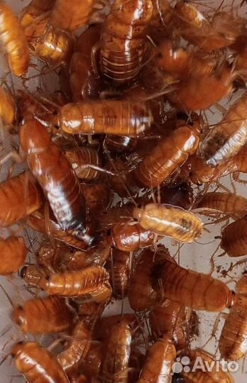 Корм для стрижей высокого качества