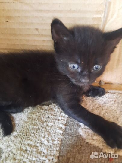 Отдам в добрые руки