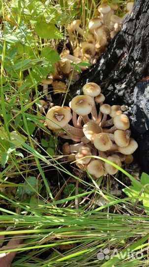 Грибы опята маринованые,грузди соленные,обабки