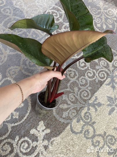 Филодендрон конго