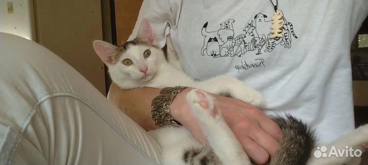 Котенок подросток