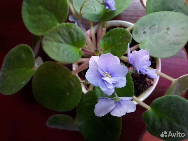 Фиалки детки разных сортов